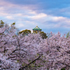桜まみれ大阪城