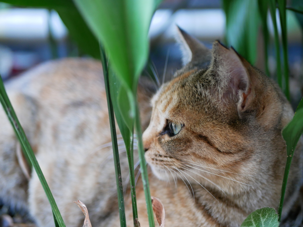 猫草