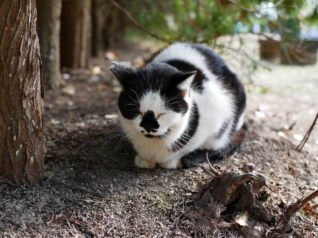 徳島城跡の猫さん