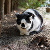 徳島城跡の猫さん