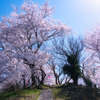 塔の峰 千本桜