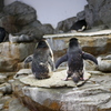 ペンギンは振り向かない