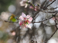 冬の桜