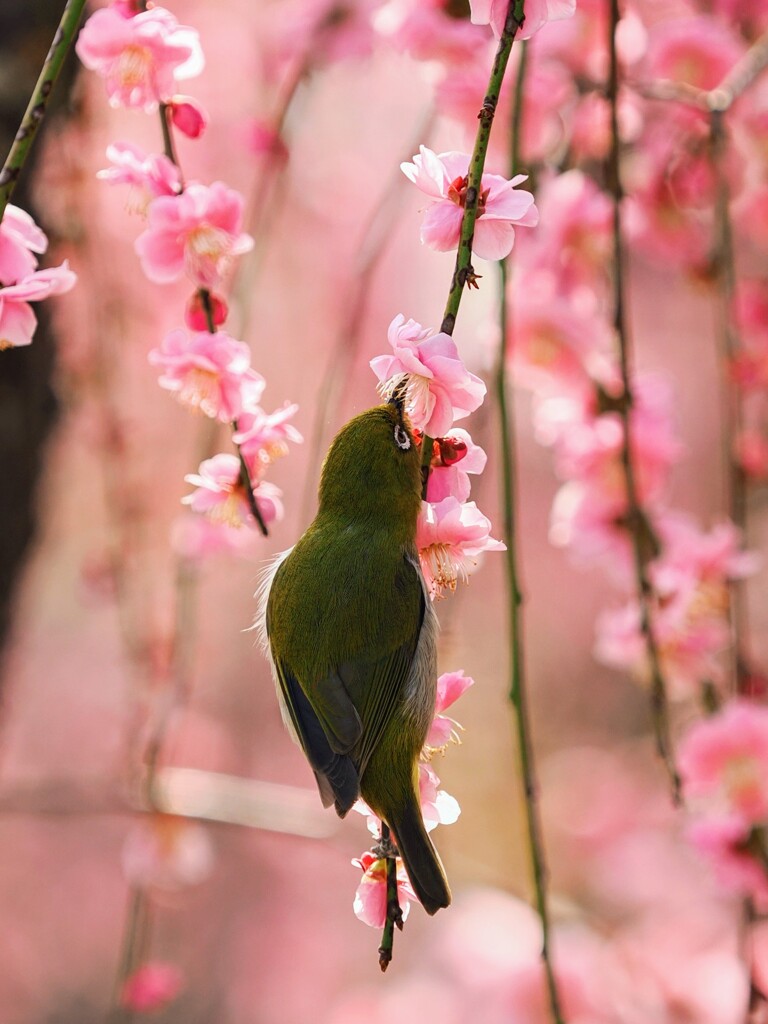 食事中