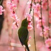 食事中