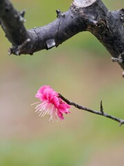 一輪花