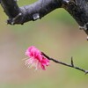 一輪花