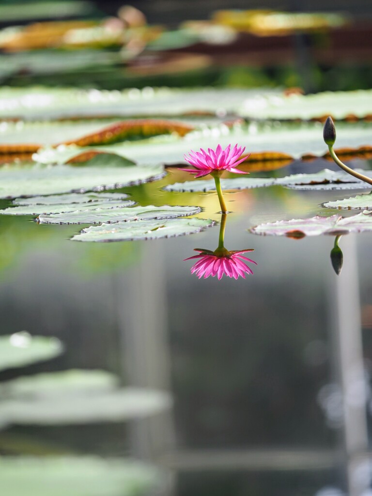 水面に写る