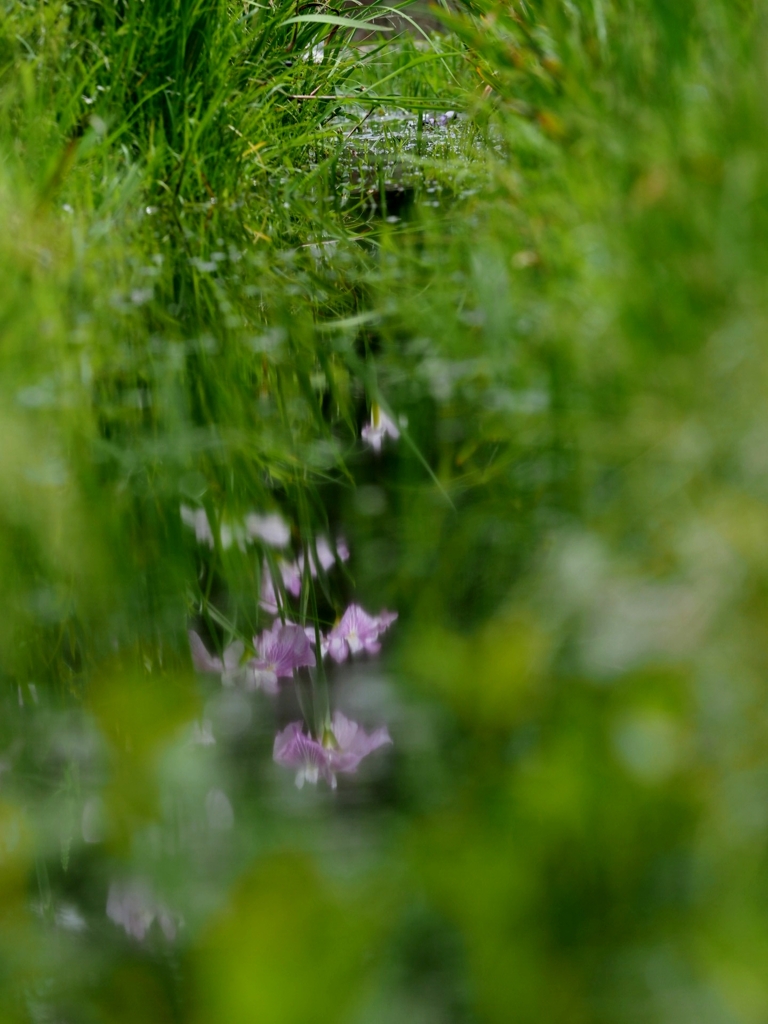 草むらの中の水溜り