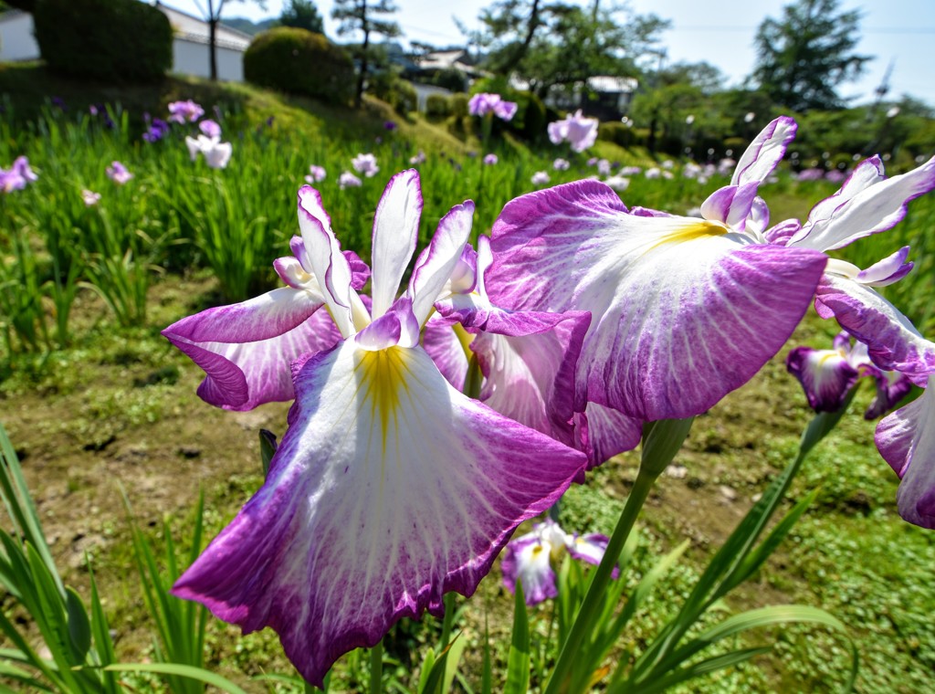 見頃はもう少し･･･