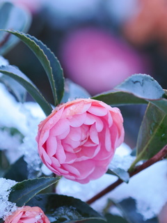 雪化粧