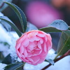 雪化粧