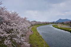川と緑と桜･･･空が青ければ･･･