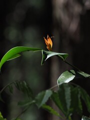 小さな炎