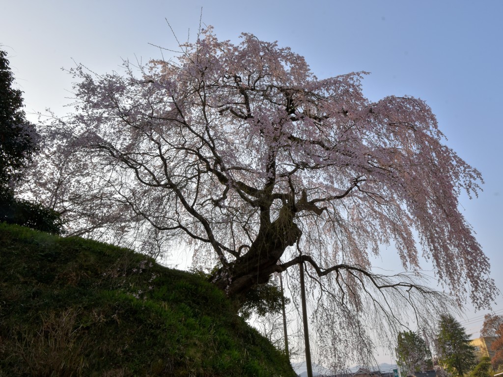 しだれ桜(1)