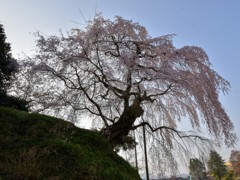 しだれ桜(1)