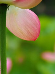 蜘蛛さんかくれんぼ