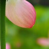 蜘蛛さんかくれんぼ