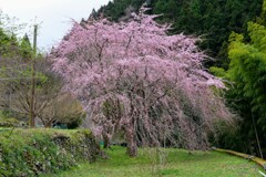 八分咲き