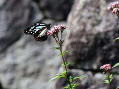 今年もやって来た