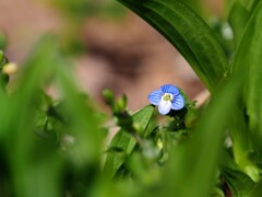 草陰に