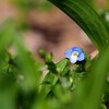 草陰に