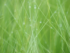 雫