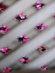 花びら