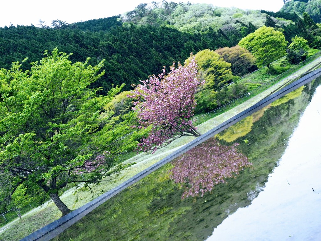 そろそろ田植え