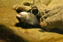 近くの動物園(2)カワウソの昼寝