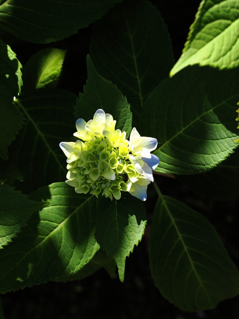 木陰でこっそり