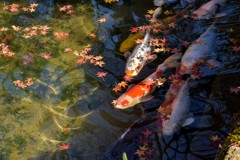 鯉と水面の紅葉