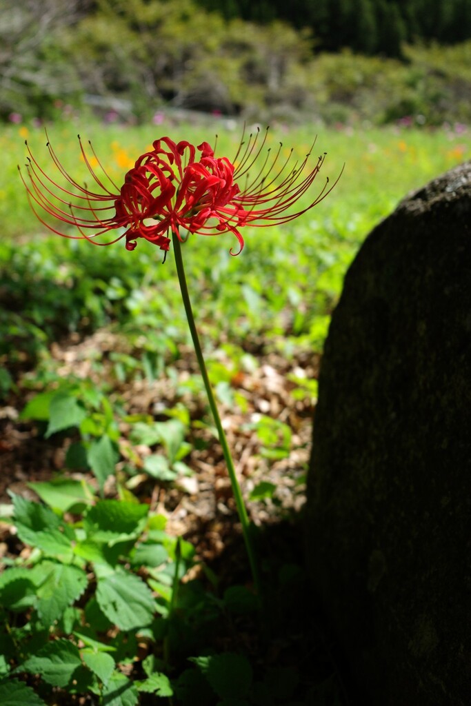 木陰で