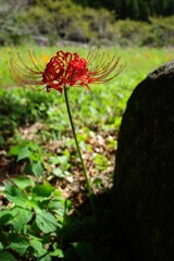 木陰で
