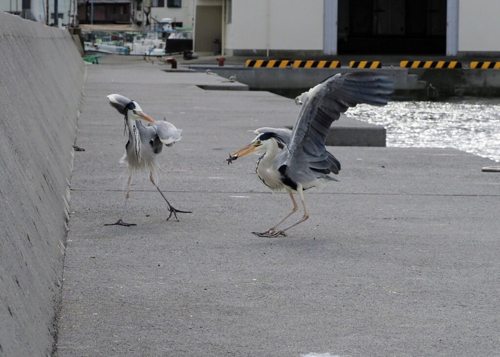 あっ！お魚、取られたァー５