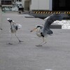 あっ！お魚、取られたァー５