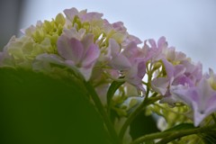 曇り空の紫陽花(2)