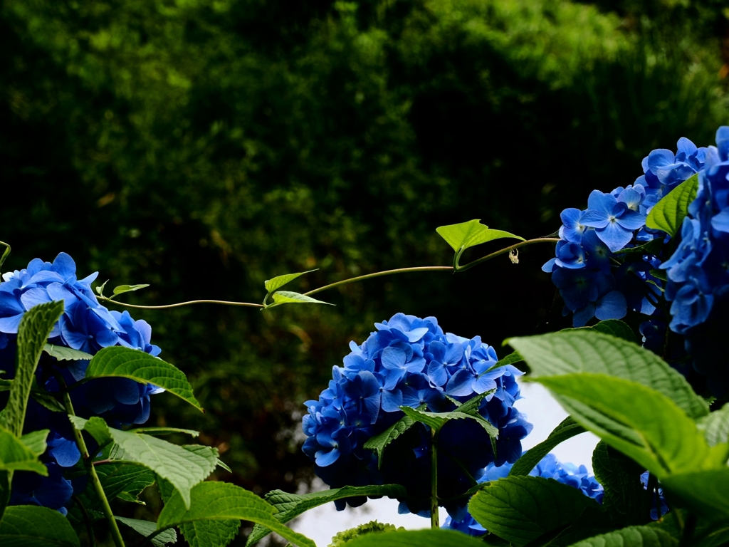 紫陽花から紫陽花へ