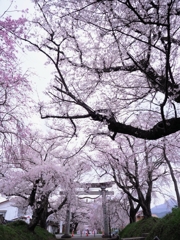 広がる桜