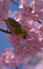 河津桜