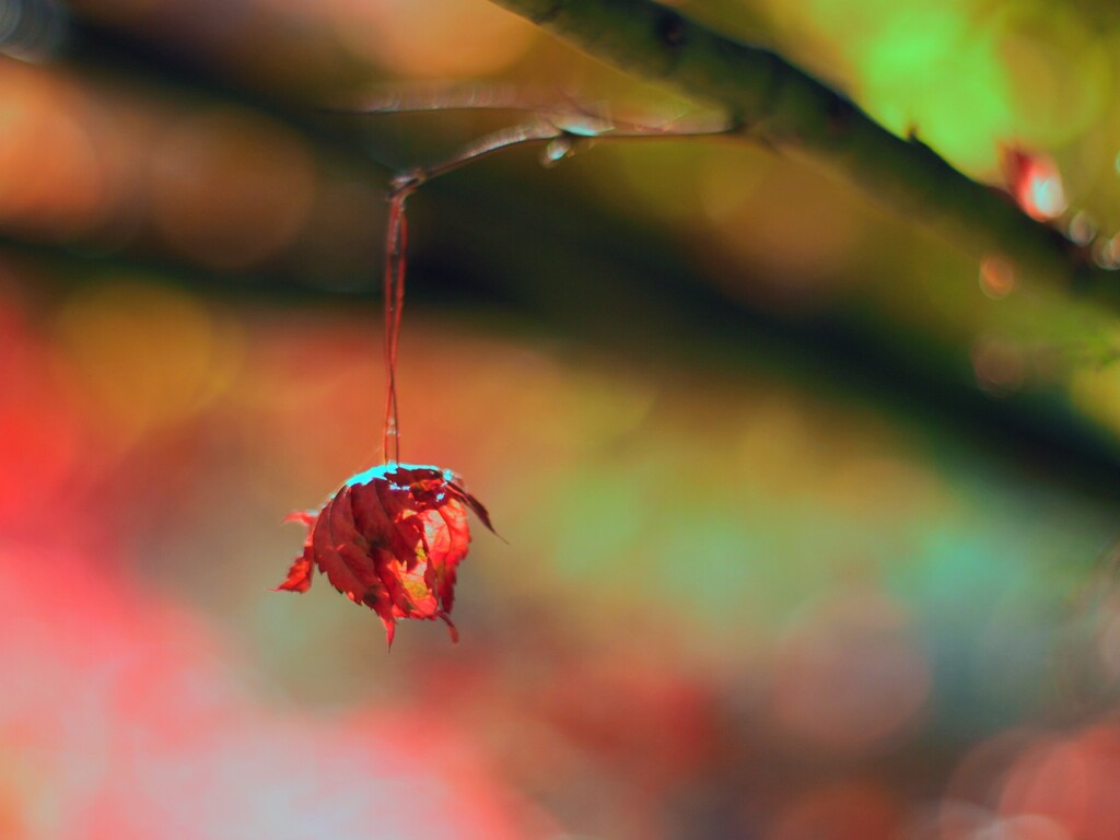 ジャンケングー