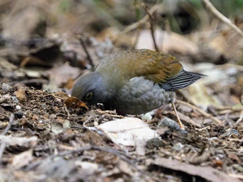 ズボッ