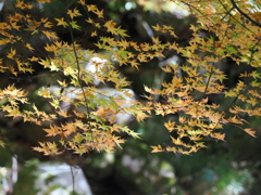 黄色い小さなもみじ