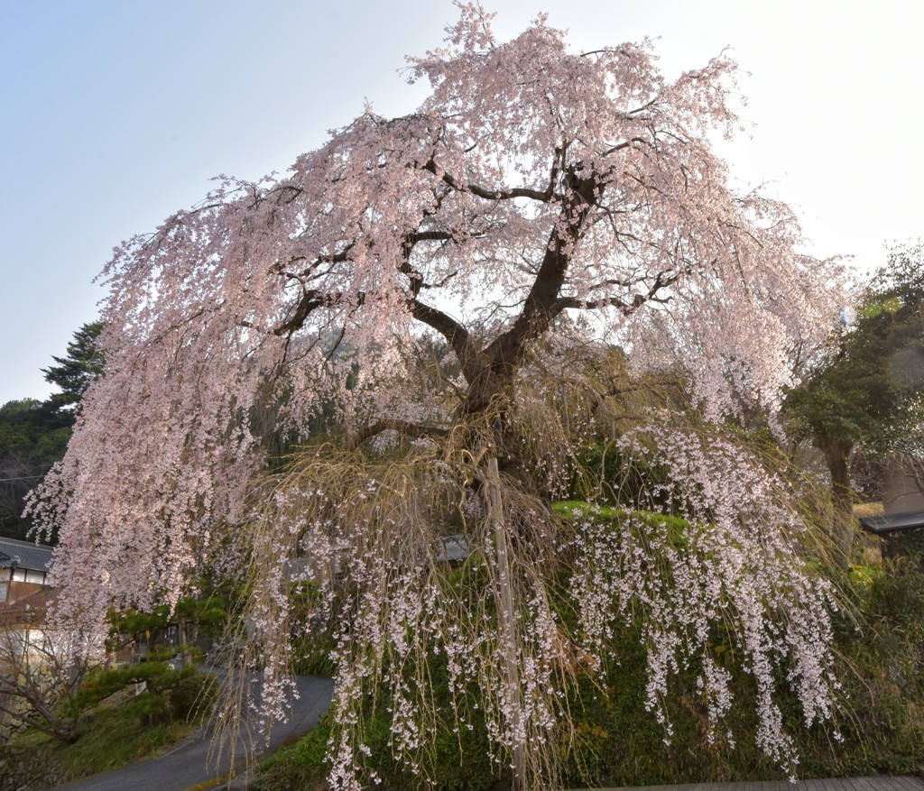 しだれ桜(2)