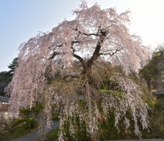 しだれ桜(2)
