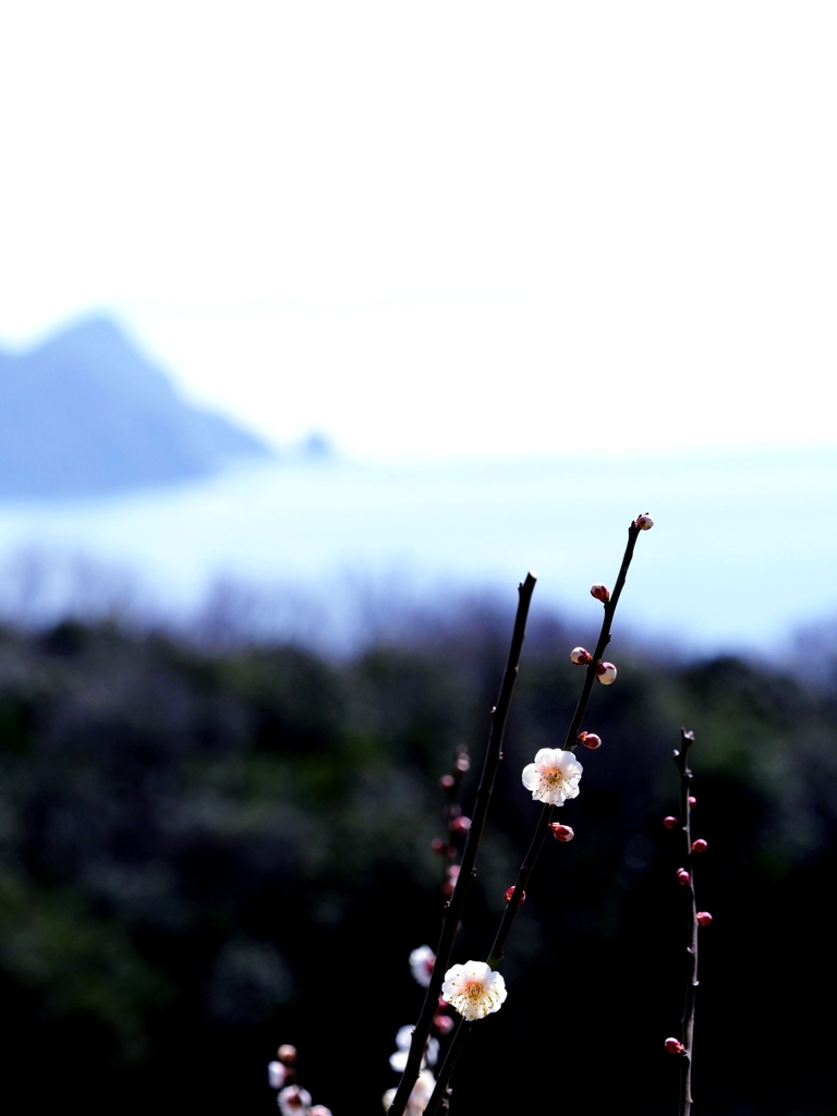 瀬戸内海