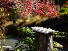 今年は沢山できました
