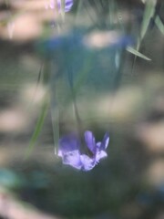 水面に映る
