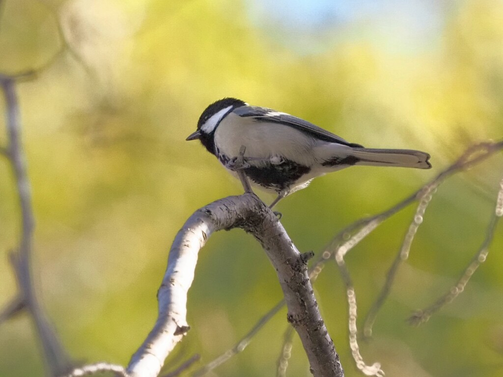 飛びま〜す