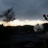 夕日に照らされて